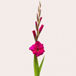 Dark Pink Gladioli – British Grown | 75cm
