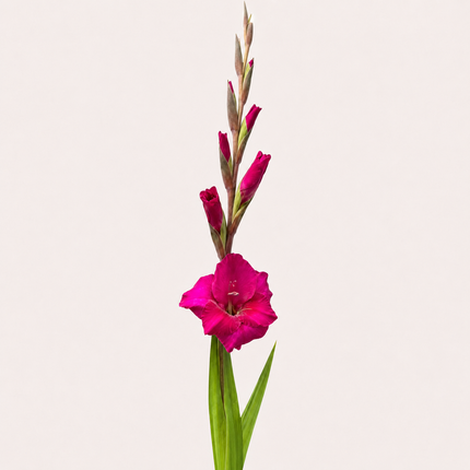 Dark Pink Gladioli – British Grown | 75cm