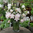 UK Grown Pollen-Free Pink Rose Lily ‘Anouska’