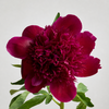 British-Grown Red Peonies with Free Delivery