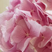 Pink Hydrangea 'Verena Pink'