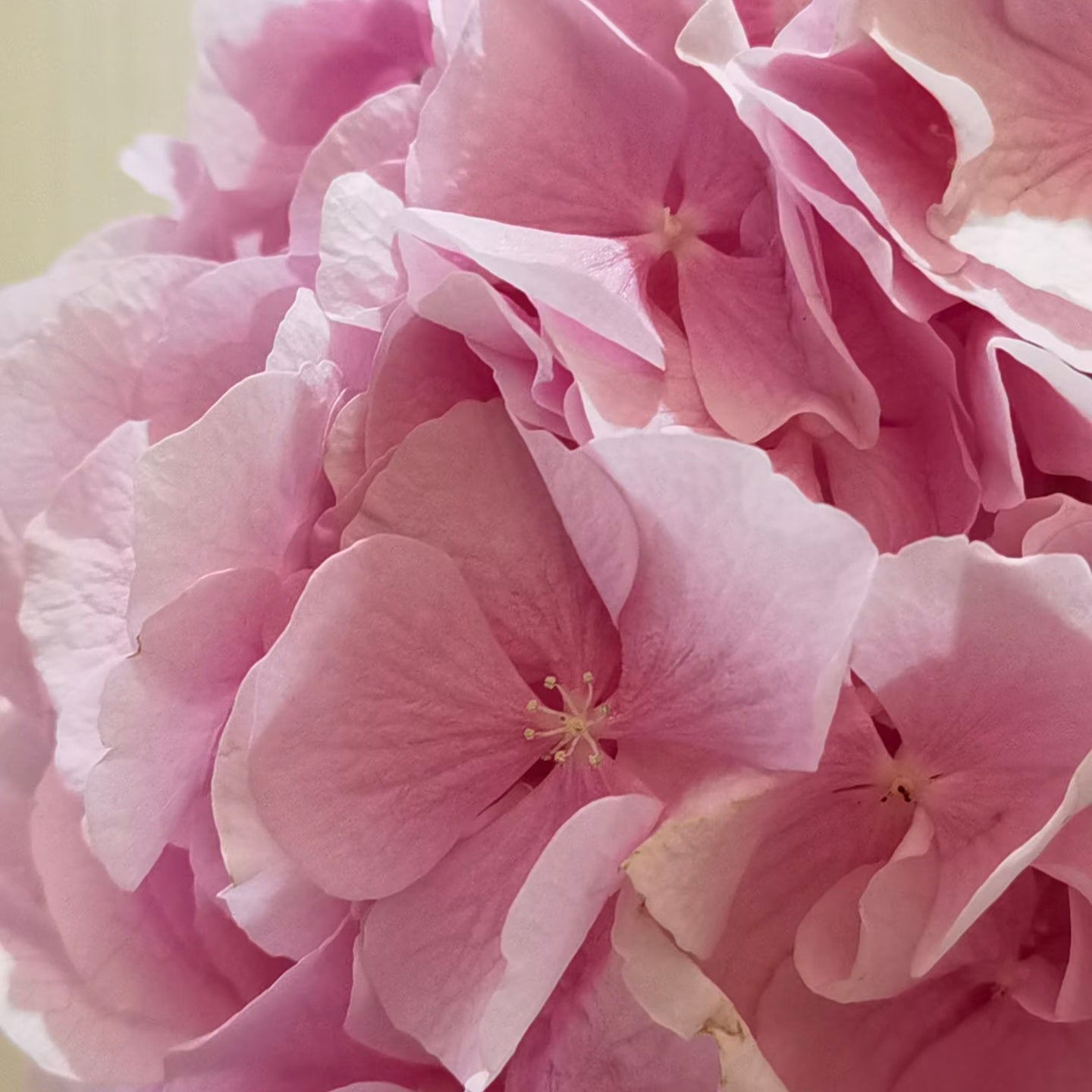 Pink Hydrangea 'Verena Pink'