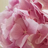 Pink Hydrangea 'Verena Pink'