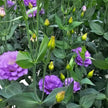 UK Grown Lavender Lisianthus