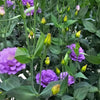 UK Grown Lavender Lisianthus