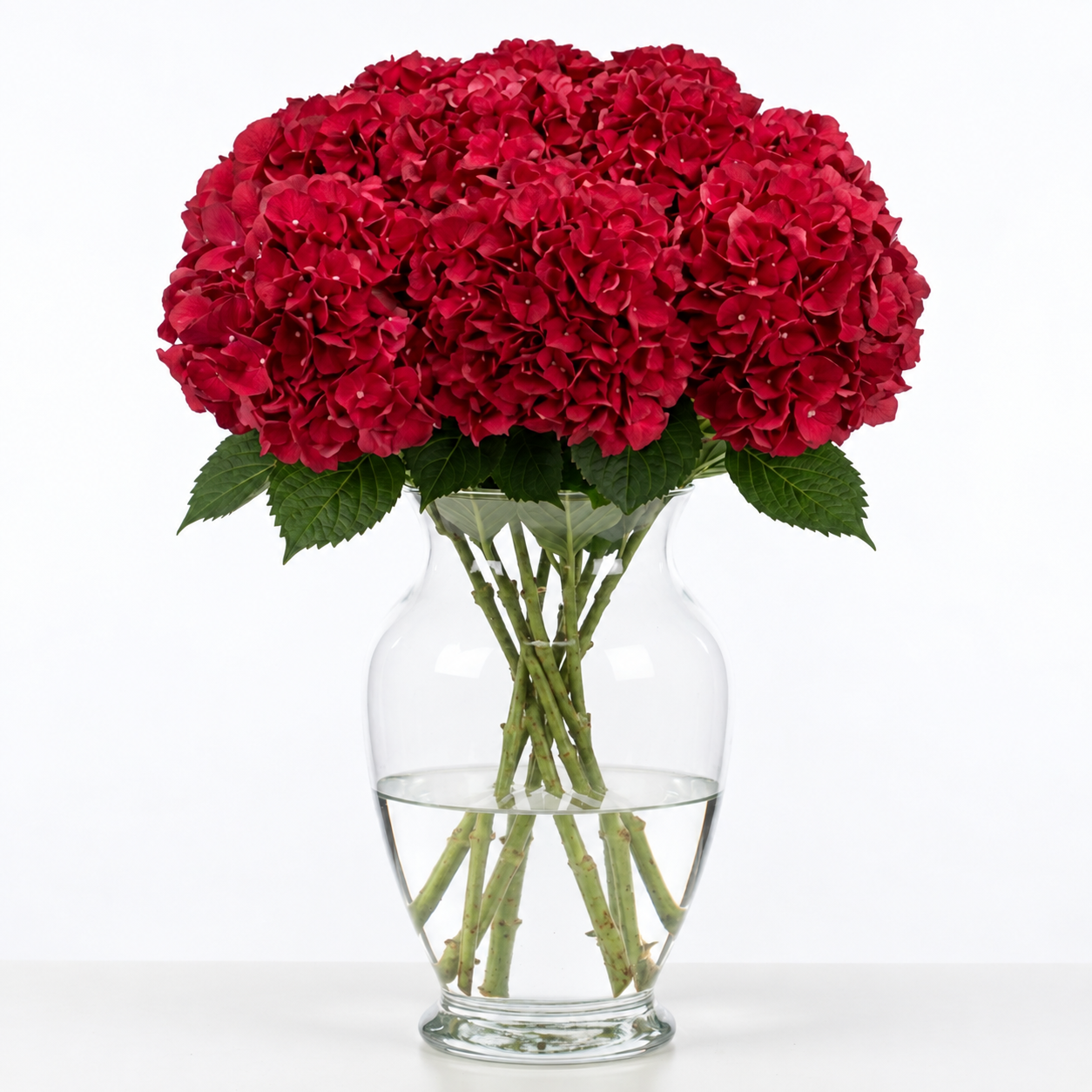 Ruby Red Hydrangea Flowers