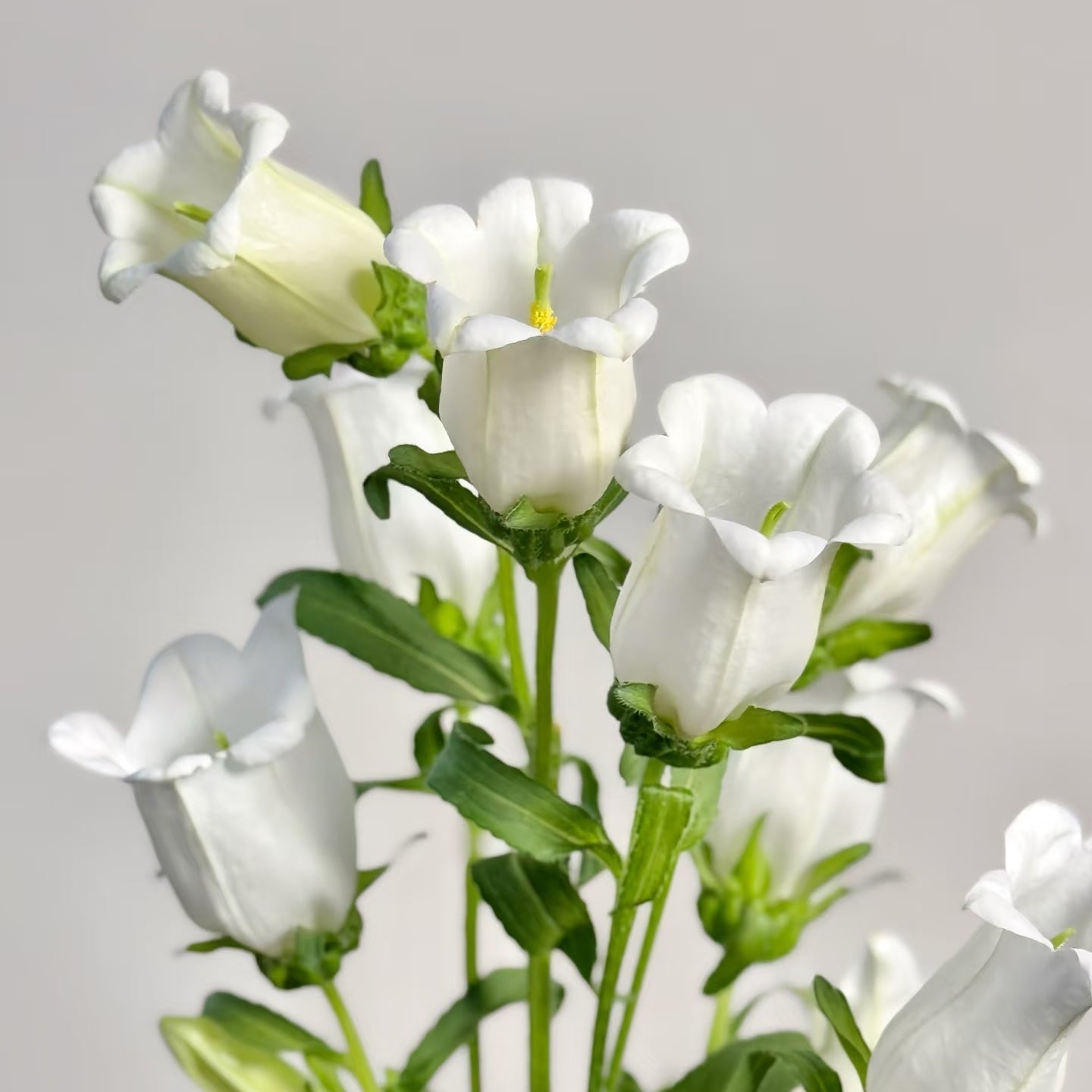 British Grown Soft Apricot Snapdragon & White Campanula Flower Box