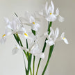 White Iris – British Grown Letterbox Flowers