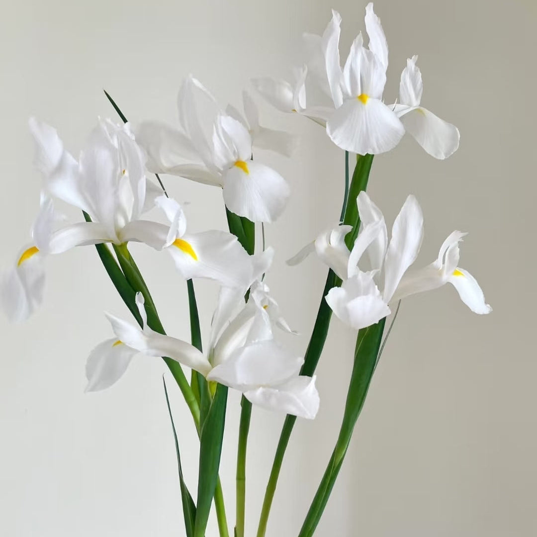 White Iris – British Grown Letterbox Flowers