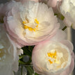 Premium British Pink Peonies