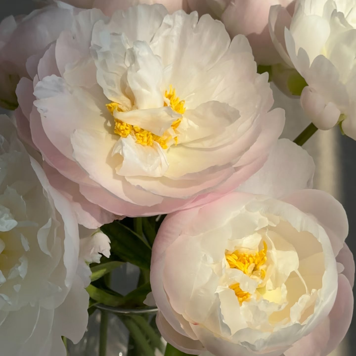 Premium British Pink Peonies