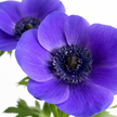 The Jewel – British Grown Anemone Letterbox