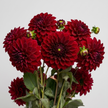 UK Grown Dahlia ‘Red Runner’ – Burgundy Red