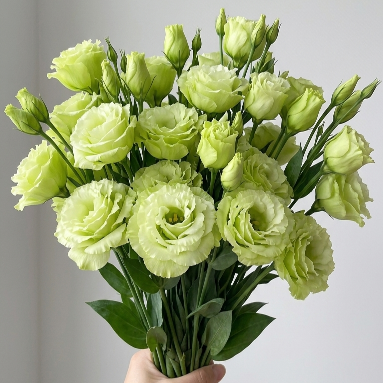 UK Grown Green Jade Lisianthus