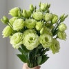 UK Grown Green Jade Lisianthus