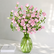 British Pink Campanula | Fresh Seasonal Bellflowers