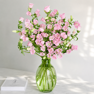 British Pink Campanula Flowers – 70cm