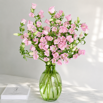 British Pink Campanula Flowers – 70cm