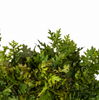 Fresh Oakleaf