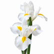 White Iris – British Grown Letterbox Flowers