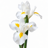 White Iris – British Grown Letterbox Flowers