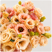 UK Grown Peach Lisianthus