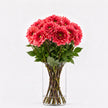 Dahlia ‘Salmon Runner’ – Salmon Pink