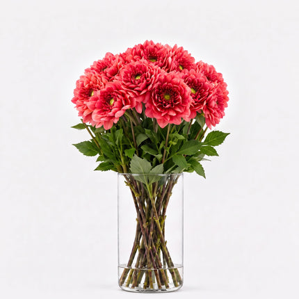 Dahlia ‘Salmon Runner’ – Salmon Pink