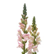 British Avignon Silver Snapdragon Flowers – Pale Pink