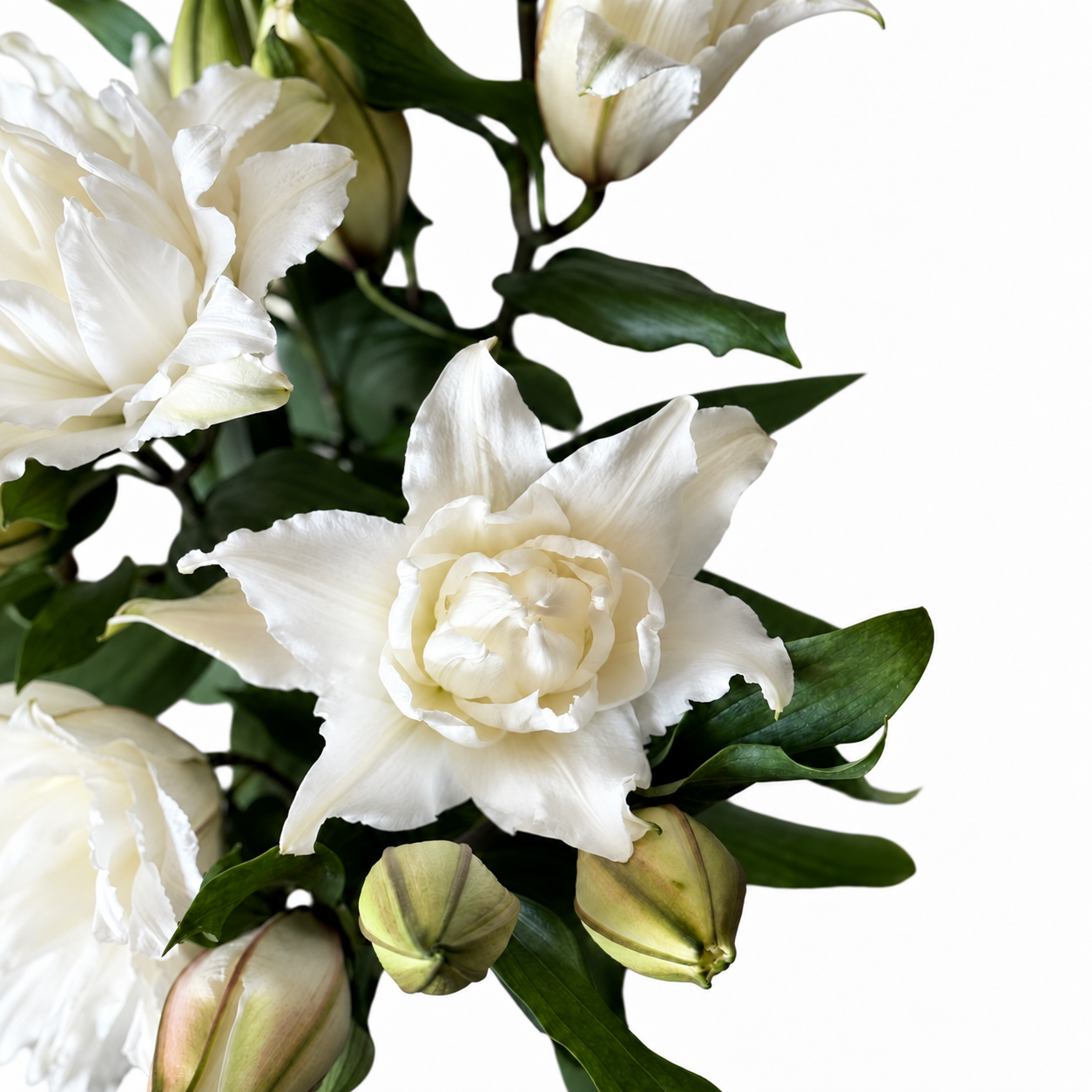 UK Grown Pollen-Free White Rose Lily ‘Delemara’