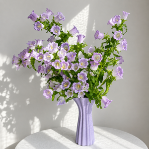 British Lavender Campanula | Fresh Seasonal Bellflowers