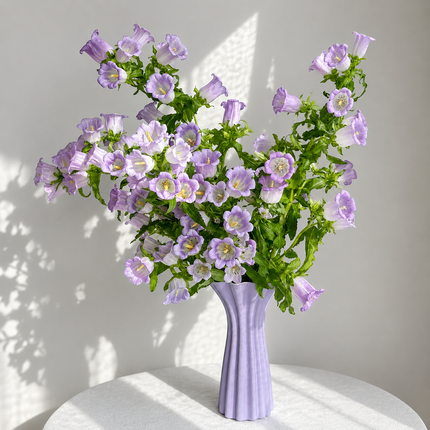 British Lavender Campanula | Fresh Seasonal Bellflowers