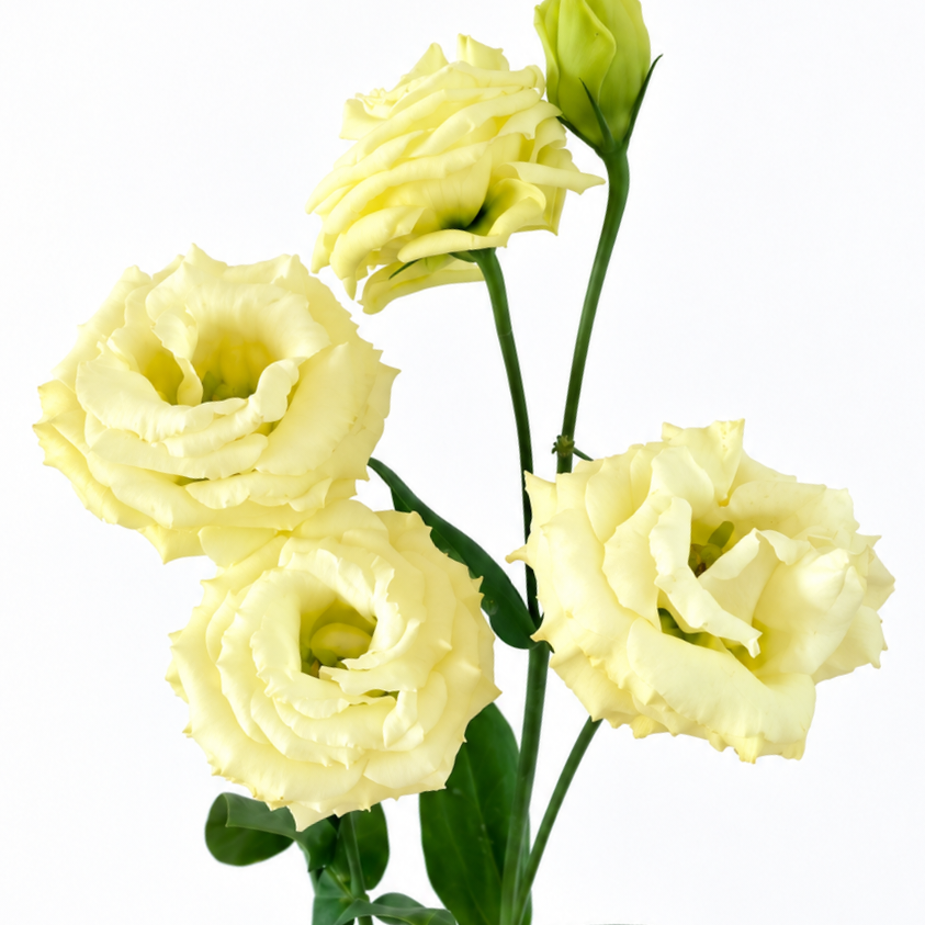 UK Grown Cream Lisianthus