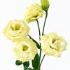 UK Grown Cream Lisianthus