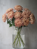 Chrysanthemum Vienna Copper