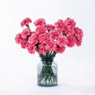 Carnations - Hot pink