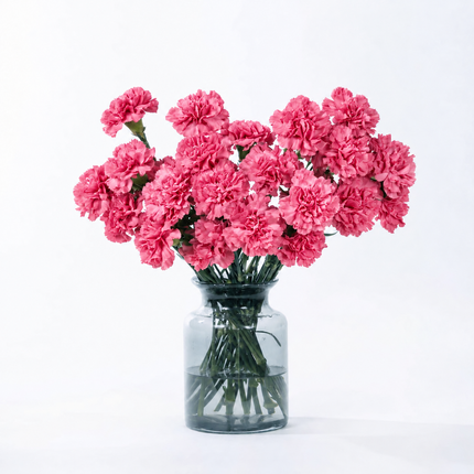 Carnations - Hot pink