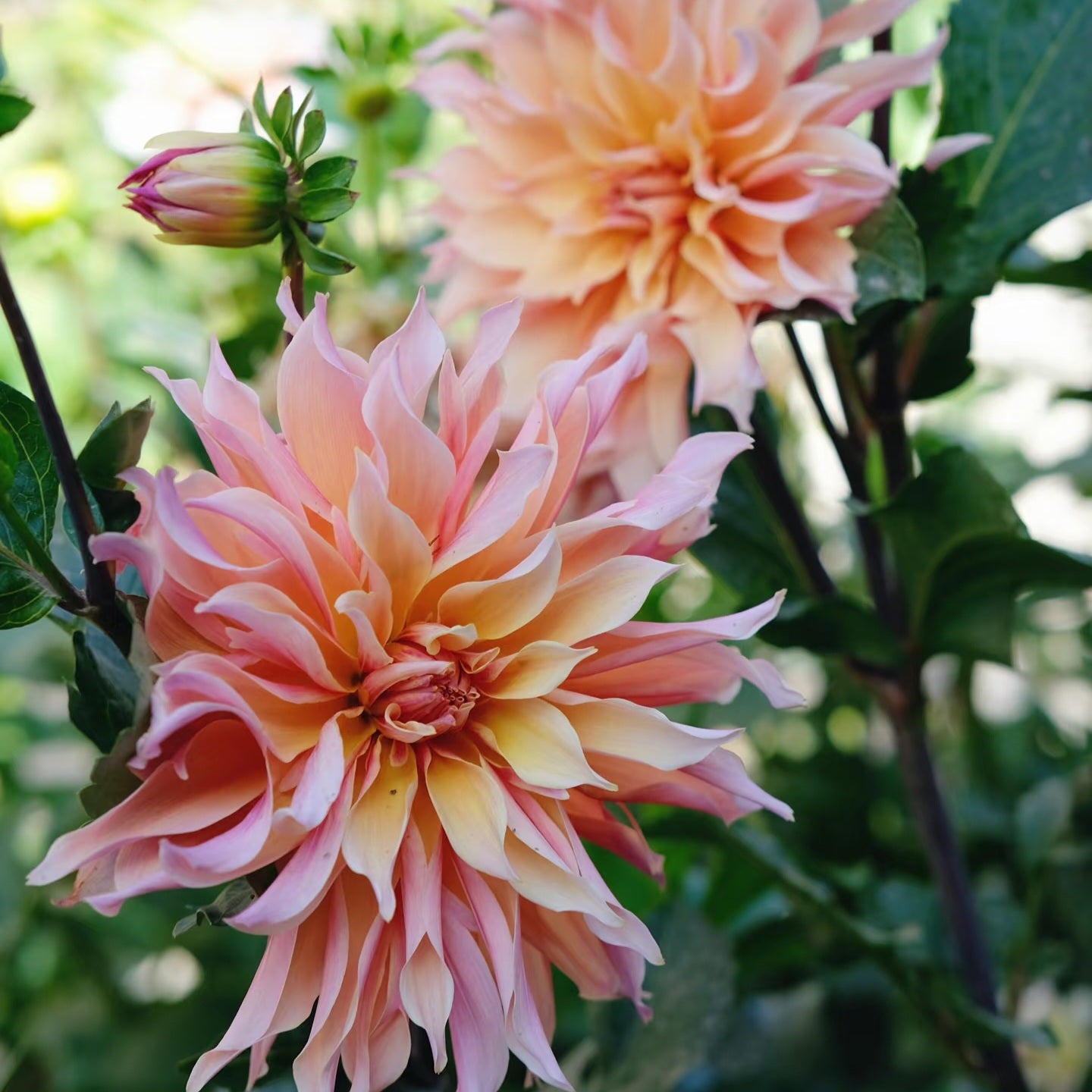 UK Grown Dahlia ‘Labyrinth’ – Peach / Pink