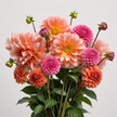 UK Grown Mixed Dahlias – 15 Stems