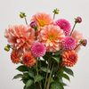 UK Grown Mixed Dahlias – 15 Stems