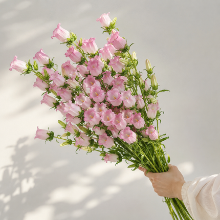 British Pink Campanula | Fresh Seasonal Bellflowers