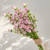 British Pink Campanula | Fresh Seasonal Bellflowers