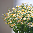 British White Tanacetum 'Vegmo' Stems
