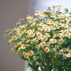 British White Tanacetum 'Vegmo' Stems