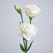 UK Grown White Lisianthus