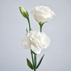UK Grown White Lisianthus