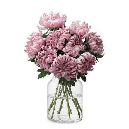 Blush Pink Vienna Chrysanthemums