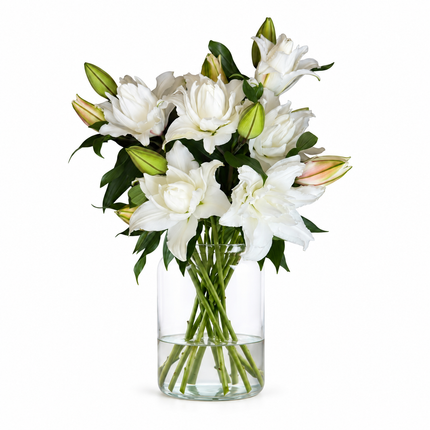 UK Grown Pollen-Free White Rose Lily ‘Delemara’