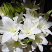 White Heaven Longiflorum Lilies | Premium Fresh White Lily Stems