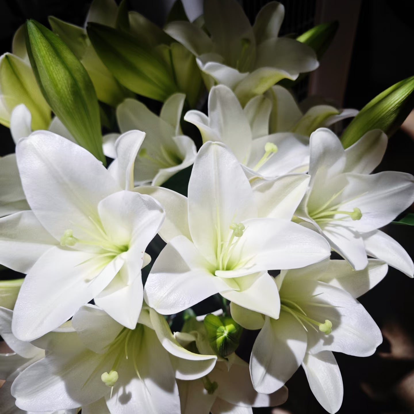 White Heaven Longiflorum Lilies | Premium Fresh White Lily Stems